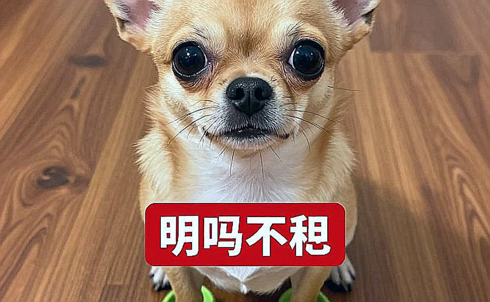 Mahoor Shahzad và nỗi cô đơn của người tiên phong: Trận thua 21-5, 21-11 không phải là kết cục của một cá nhân, mà là tấm gương vỡ của cả một hệ thống cầu lông Pakistan